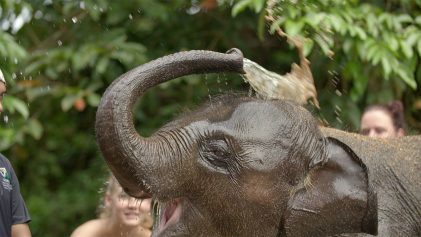 Asian Elephant Kuala Gandah | Kuala Lumpur Day Trips | Nick Kyrgios | ANYDOKO