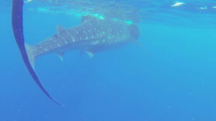Whale Shark Diving | Outdoor Adventures in the Philippines | Travel Video | ANYDOKO