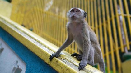 Monkey At The Batu Caves | THE BATU CAVES IN MALAYSIA | ANYDOKO | Malaysia Travel Video