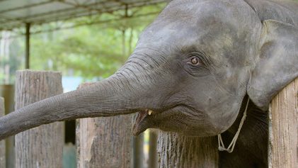 Kuala Gandah Elephant Sanctuary | Swimming with Elephants in Malaysia | ANYDOKO | Travel Video