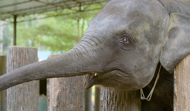 Kuala Gandah Elephant Sanctuary | Swimming with Elephants in Malaysia | ANYDOKO | Travel Video