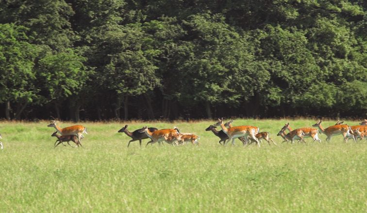 Herd of Deer in a Field | Dyrehaven Deer Park | Denmark Travel Video | ANYDOKO