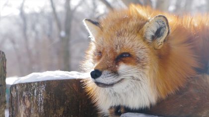 Japanese Fox in the Snow | Zao Fox Village | Japan Travel Video | ANYDOKO