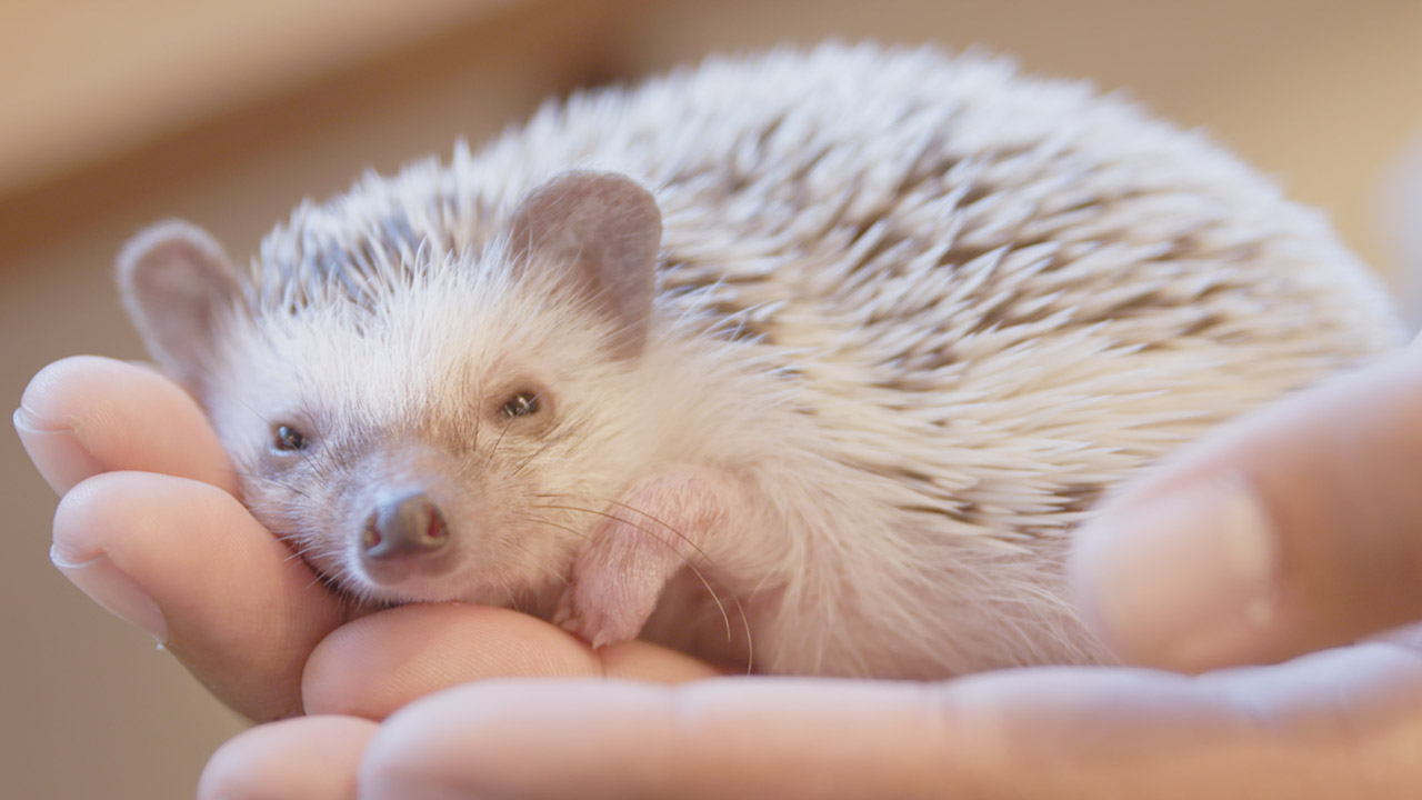 Hedgehog harry. Hedgehog Cafe.