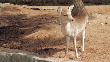 Baby Deer at Nara Park | Nara Deer Park | Japan Travel Video | ANYDOKO